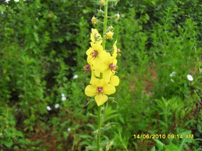 Name:  Resim 1085.jpg
Views: 1099
Size:  51.5 KB