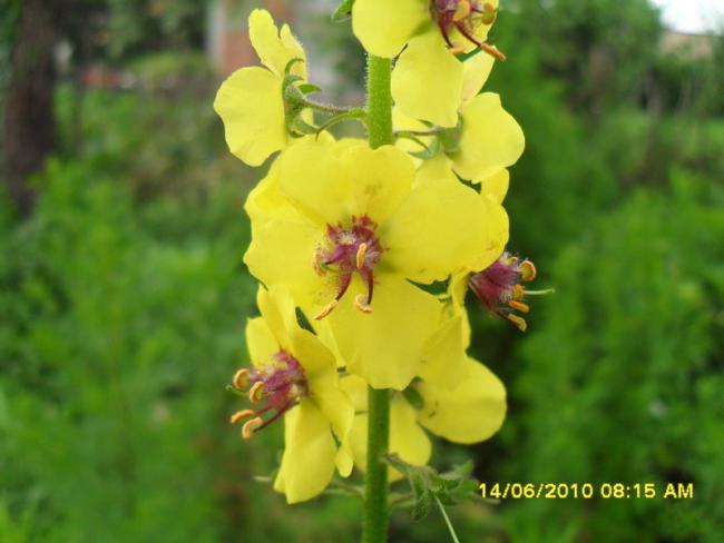 Name:  Resim 1088.jpg
Views: 1058
Size:  33.0 KB