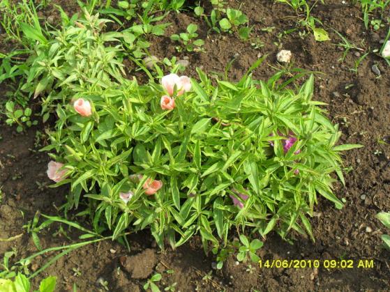 Name:  Resim 1121.jpg
Views: 858
Size:  73.3 KB
