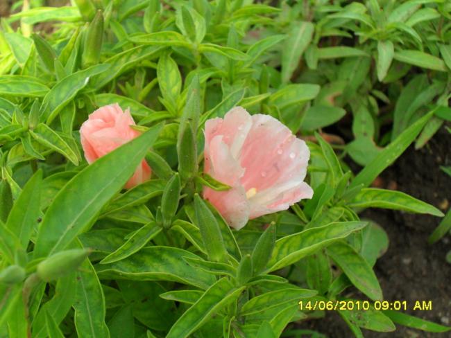 Name:  Resim 1120.jpg
Views: 835
Size:  50.7 KB