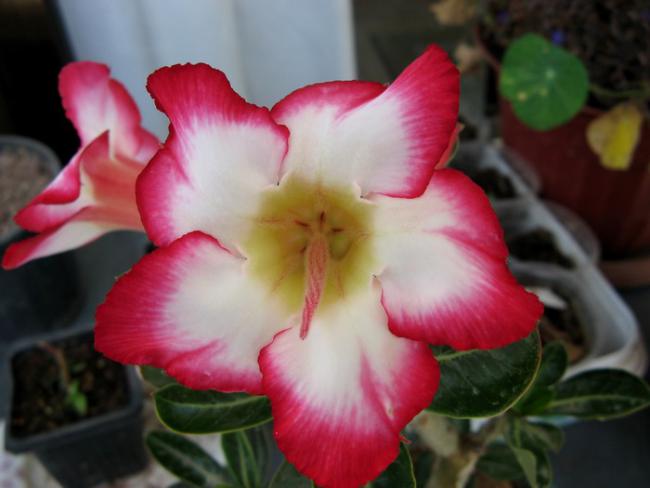 Name:  adeniu.jpg
Views: 812
Size:  31.9 KB