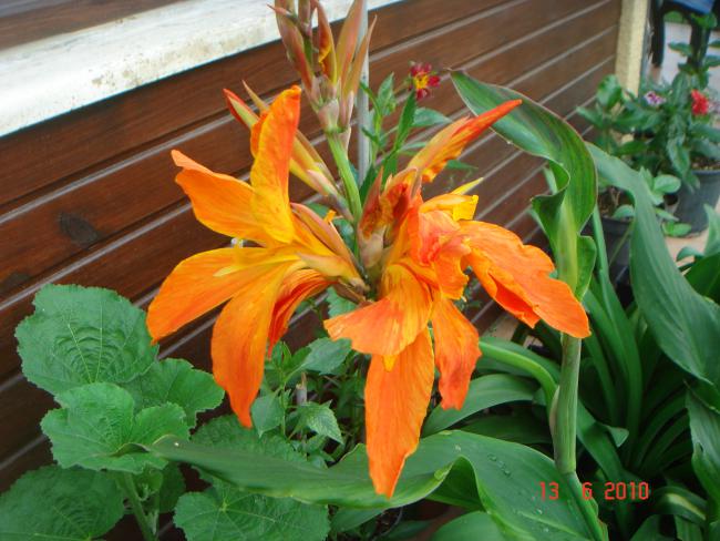 Name:  DSC00552.jpg
Views: 624
Size:  54.3 KB