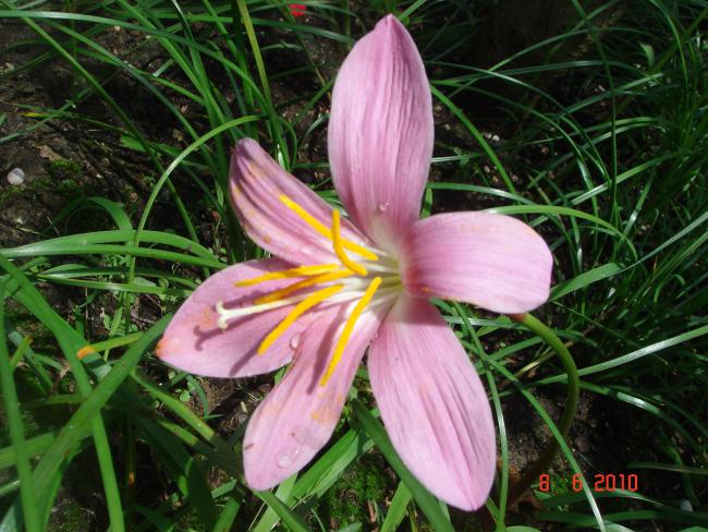 Name:  DSC00032.jpg
Views: 623
Size:  63.8 KB