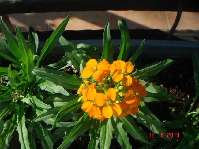 Name:  DSC00317.jpg
Views: 666
Size:  51.1 KB