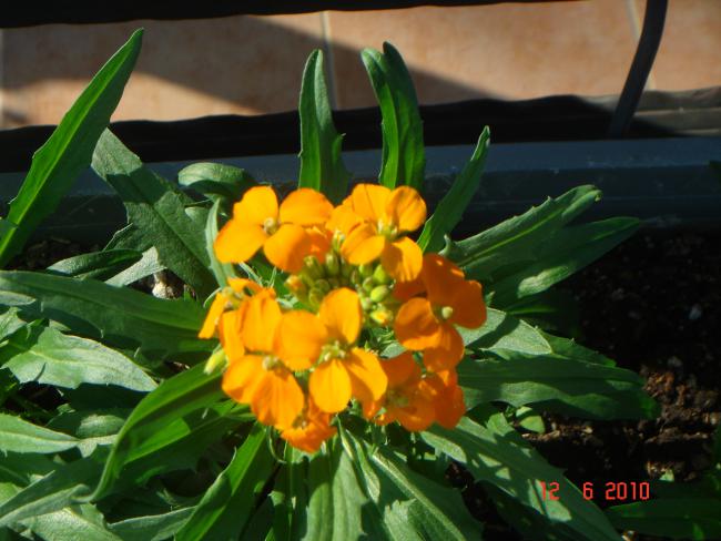 Name:  DSC00323.jpg
Views: 643
Size:  47.1 KB