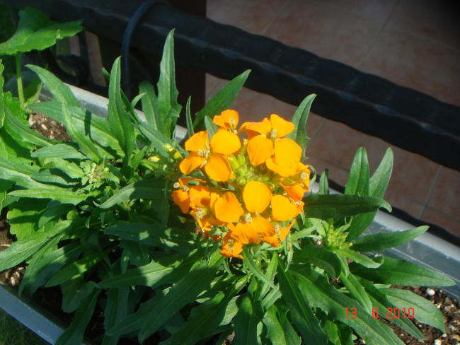 Name:  DSC00684.jpg
Views: 613
Size:  50.8 KB