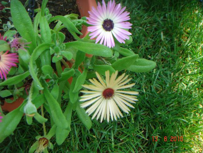 Name:  DSC00637.jpg
Views: 739
Size:  67.0 KB