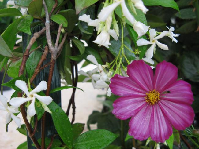 Name:  yasemin-cosmos.jpg
Views: 875
Size:  51.0 KB