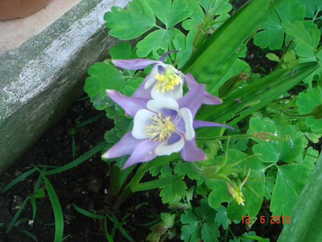 Name:  DSC00191.jpg
Views: 645
Size:  53.0 KB