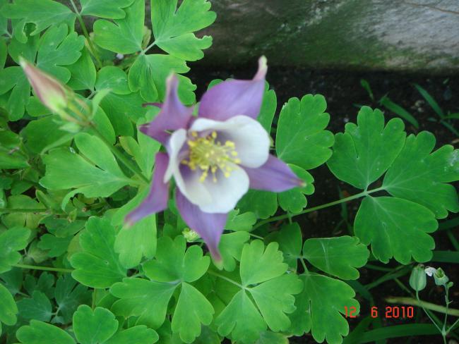 Name:  DSC00194.jpg
Views: 608
Size:  48.7 KB