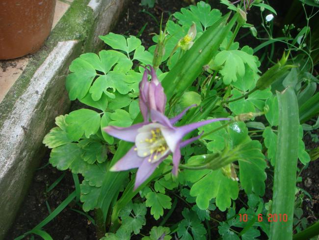 Name:  DSC00115.jpg
Views: 657
Size:  59.0 KB