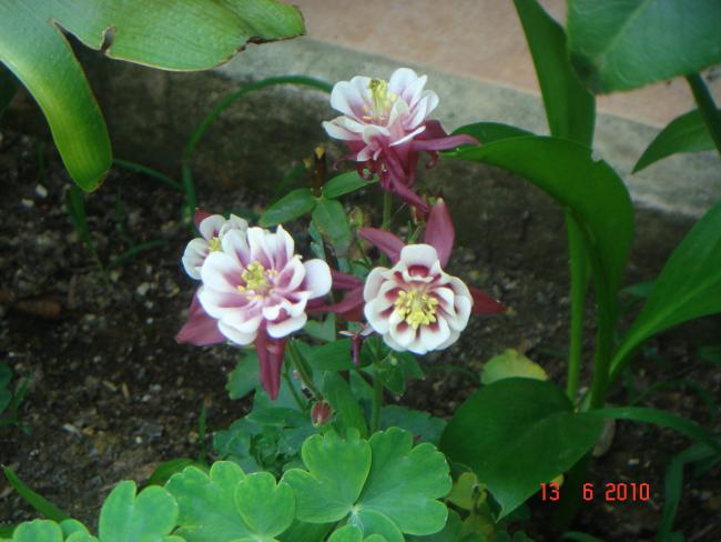 Name:  DSC00655.jpg
Views: 668
Size:  42.7 KB