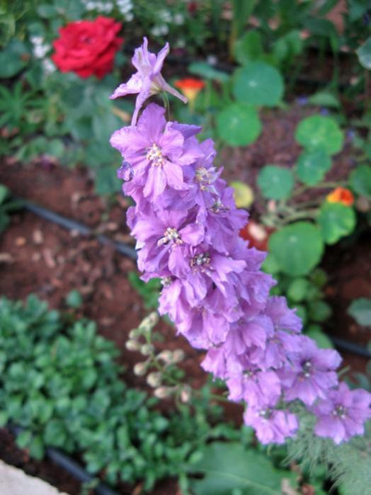 Name:  hazeran1.jpg
Views: 1145
Size:  47.9 KB