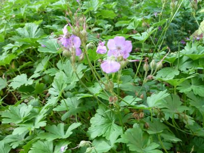 Name:  Geranium dalmaticum.JPG
Views: 1994
Size:  53.5 KB