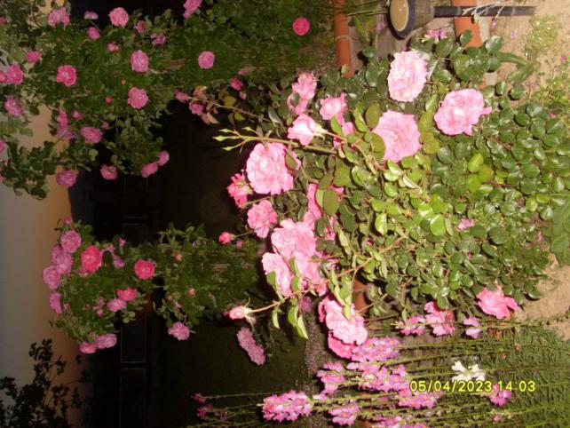 Name:  31818_124792434223234_100000774341481_123836_3709379_n.jpg
Views: 543
Size:  70.6 KB