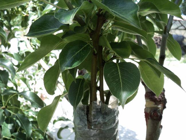 Name:  DSC00413_650x488.JPG
Views: 1053
Size:  69.1 KB