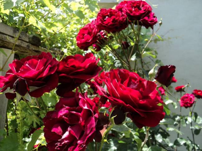 Name:  DSC00423_650x488.jpg
Views: 801
Size:  61.2 KB