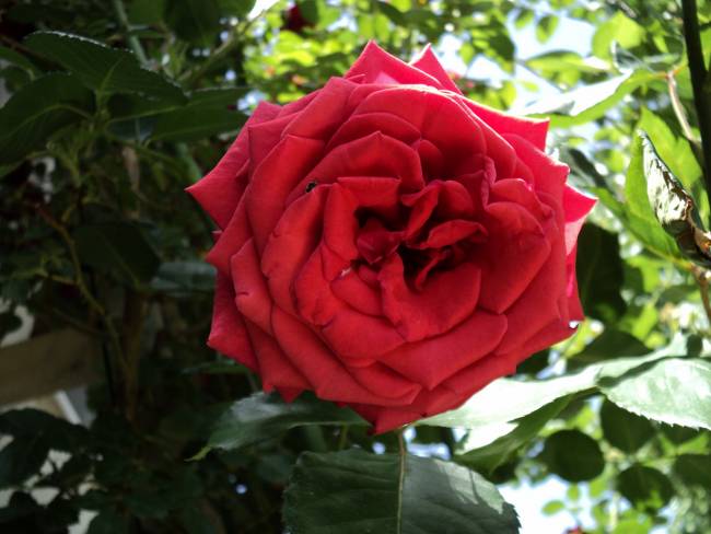 Name:  DSC00427_650x488.JPG
Views: 777
Size:  60.8 KB
