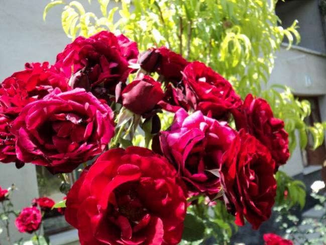 Name:  DSC00421_650x488.jpg
Views: 778
Size:  55.7 KB