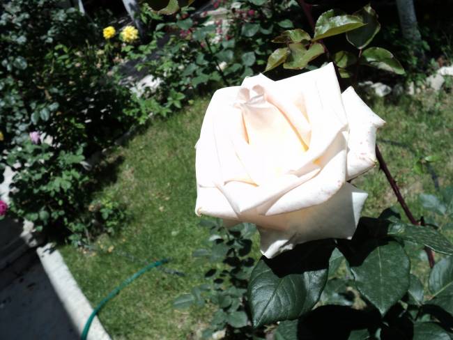 Name:  DSC00424_650x488.JPG
Views: 760
Size:  68.6 KB