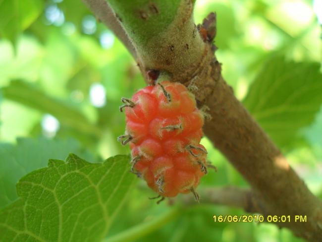 Name:  Resim 1166.jpg
Views: 1007
Size:  32.1 KB