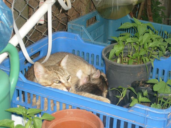Name:  S6308497.jpg
Views: 459
Size:  53.4 KB