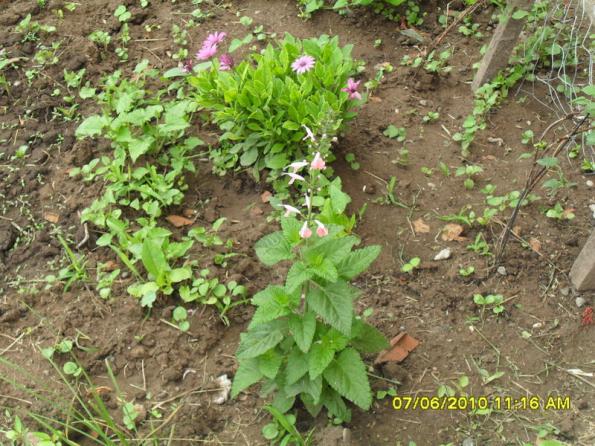 Name:  Resim 951.jpg
Views: 738
Size:  72.2 KB
