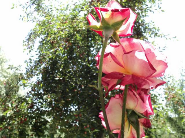 Name:  DSC00457_640x480.jpg
Views: 914
Size:  62.3 KB