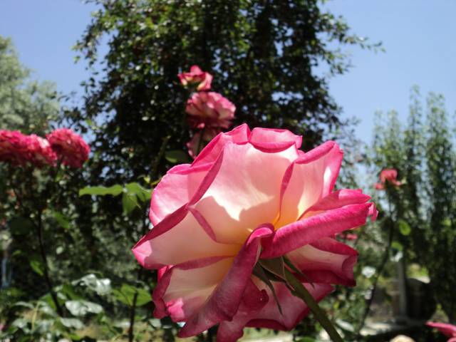 Name:  DSC00456_640x480.JPG
Views: 927
Size:  64.8 KB