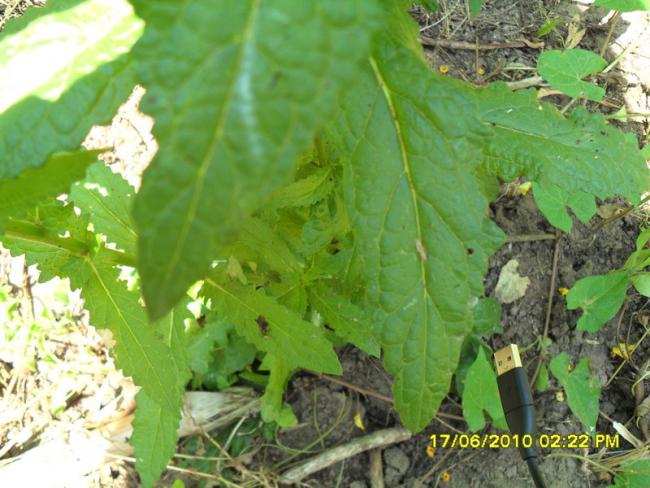 Name:  Resim 1209.jpg
Views: 857
Size:  55.3 KB