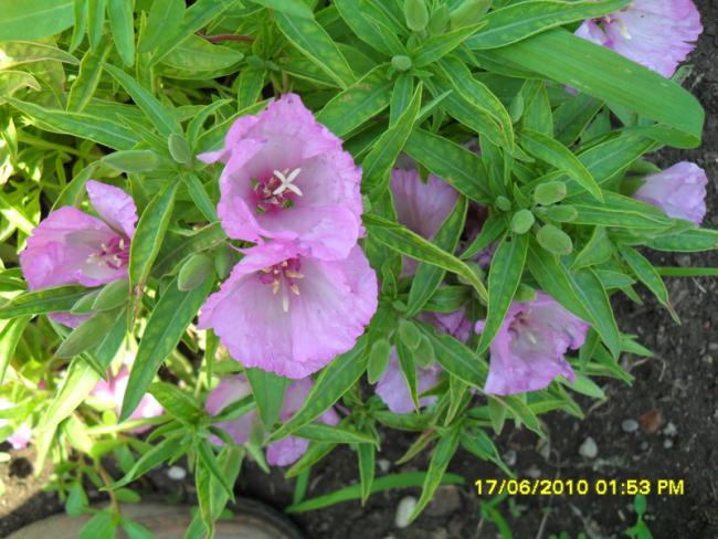 Name:  Resim 1201.jpg
Views: 823
Size:  60.6 KB