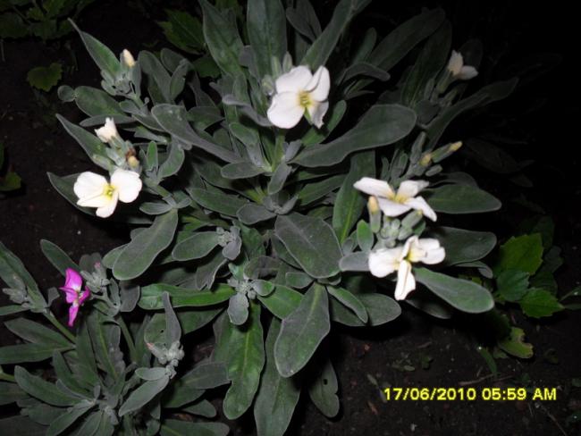 Name:  Resim 1177.jpg
Views: 836
Size:  46.0 KB