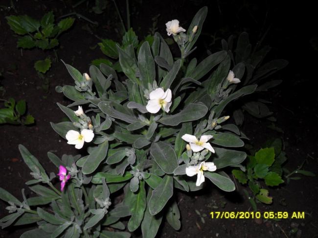 Name:  Resim 1178.jpg
Views: 819
Size:  45.5 KB