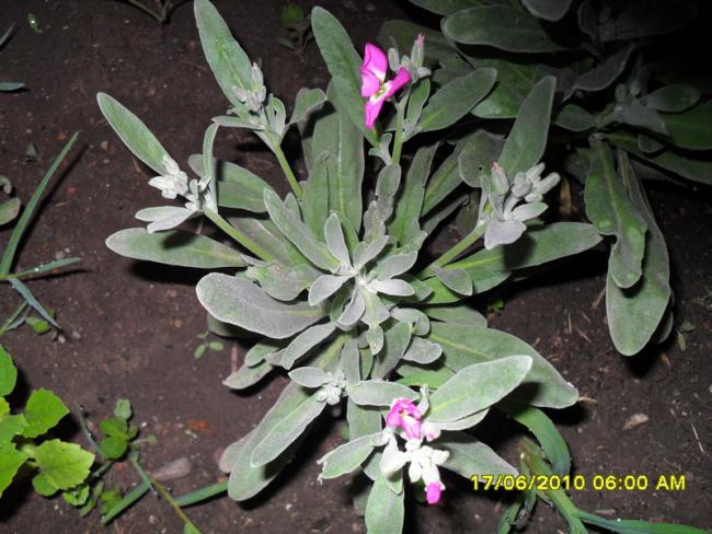 Name:  Resim 1179.jpg
Views: 834
Size:  57.7 KB