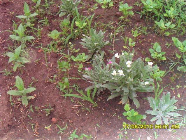 Name:  Resim 1180.jpg
Views: 843
Size:  70.2 KB