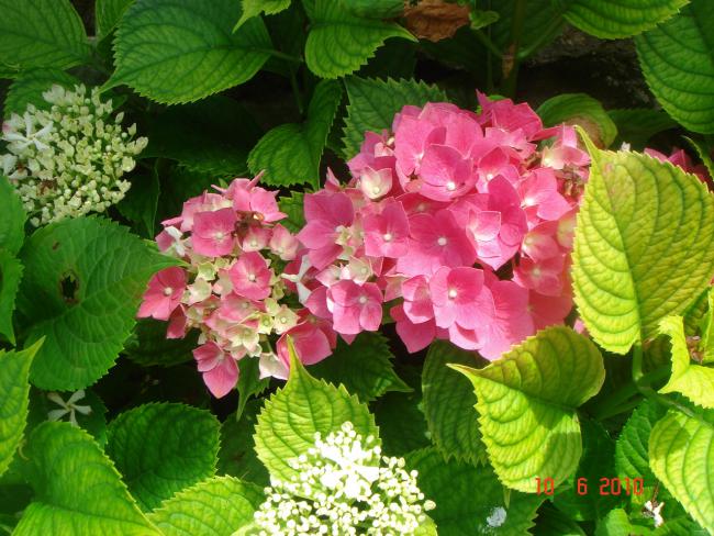 Name:  DSC00114.jpg
Views: 608
Size:  66.0 KB