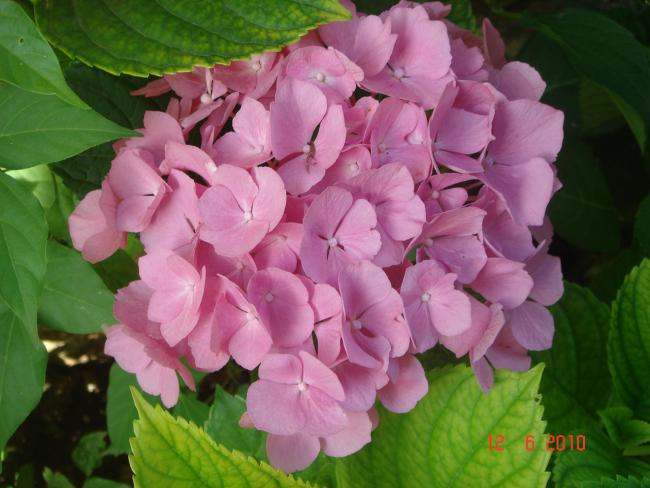 Name:  DSC00219.jpg
Views: 578
Size:  44.5 KB