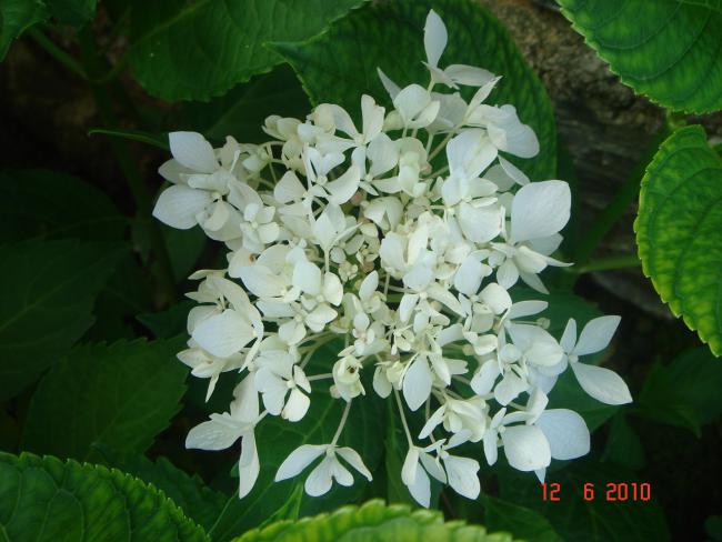 Name:  DSC00224.jpg
Views: 602
Size:  46.6 KB