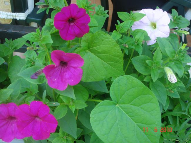 Name:  DSC00146.jpg
Views: 590
Size:  48.7 KB