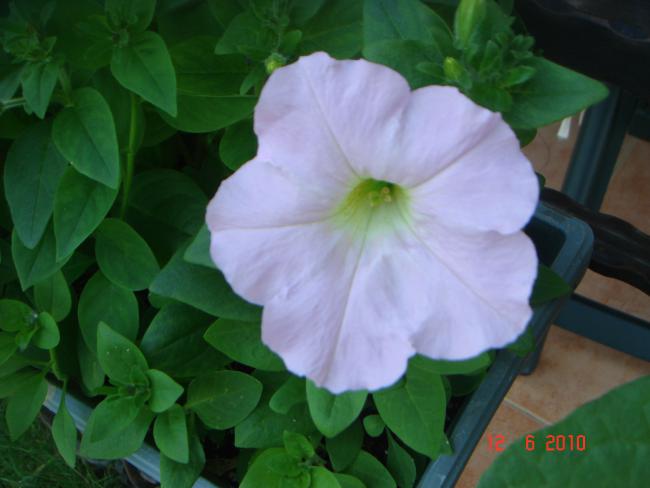Name:  DSC00525.jpg
Views: 581
Size:  32.4 KB