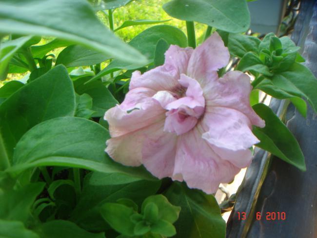 Name:  DSC00588.jpg
Views: 593
Size:  40.1 KB