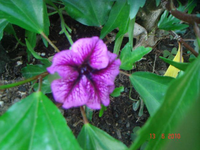 Name:  DSC00616.jpg
Views: 591
Size:  44.7 KB