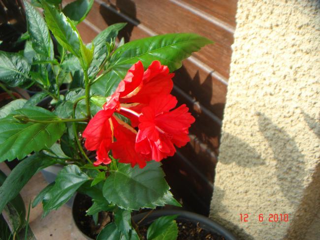 Name:  DSC00353.jpg
Views: 599
Size:  55.0 KB
