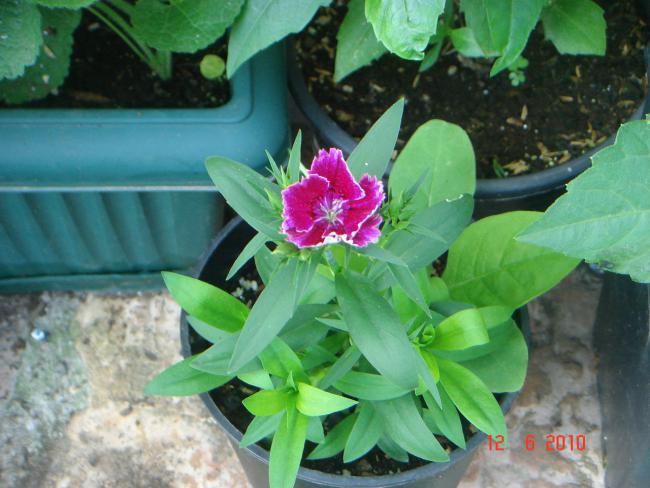 Name:  DSC00251.jpg
Views: 618
Size:  48.8 KB