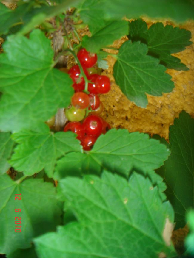 Name:  DSC00446.jpg
Views: 554
Size:  55.0 KB