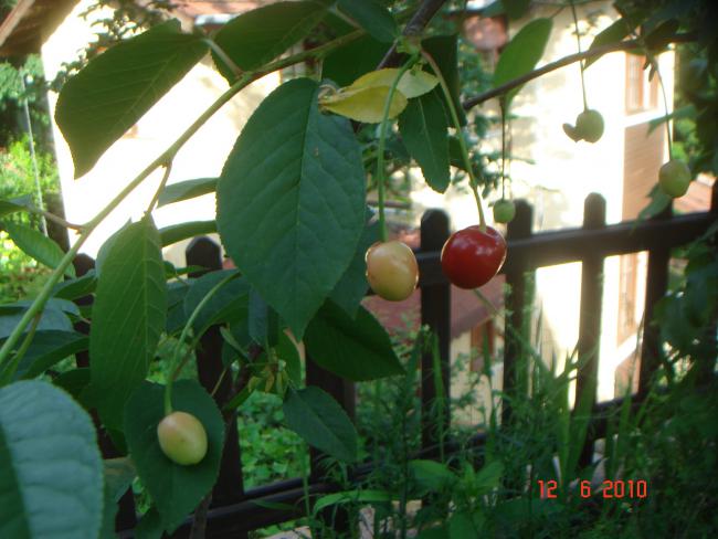 Name:  DSC00281.jpg
Views: 573
Size:  47.3 KB