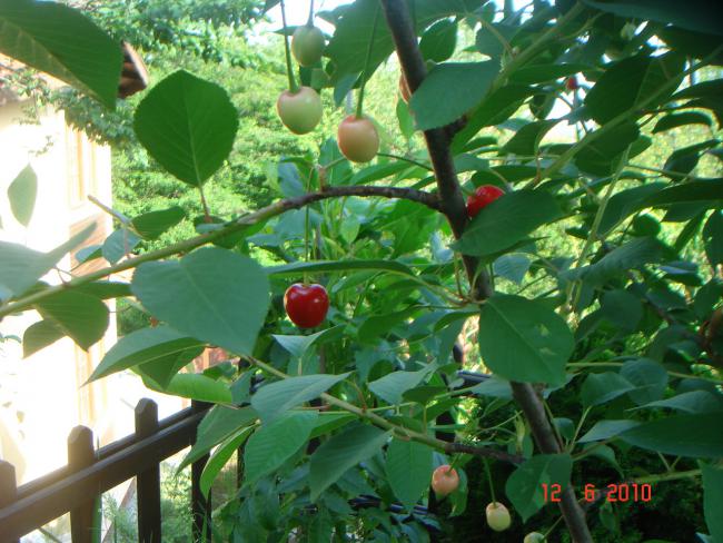 Name:  DSC00282.jpg
Views: 602
Size:  61.7 KB