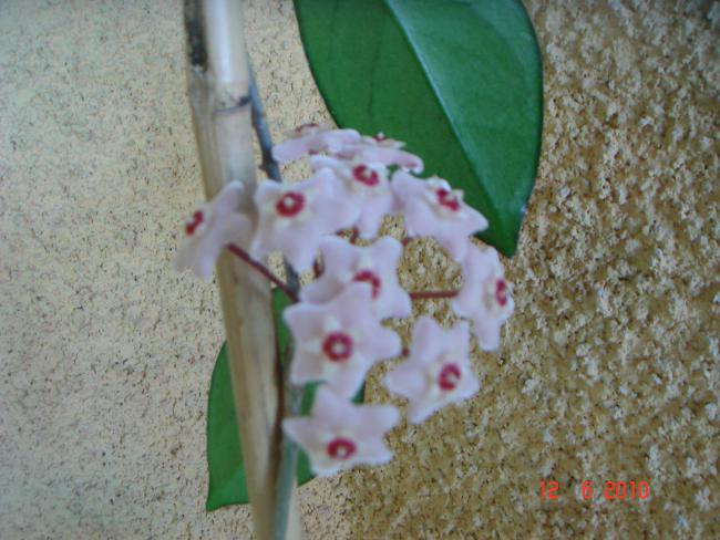 Name:  DSC00536.jpg
Views: 576
Size:  51.3 KB