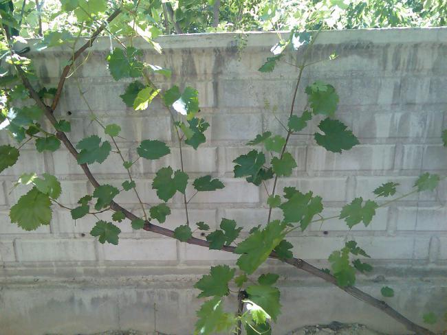 Name:  Grnt407.jpg
Views: 758
Size:  54.4 KB
