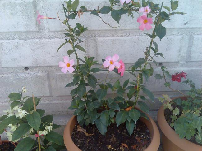 Name:  Grnt408.jpg
Views: 725
Size:  53.8 KB